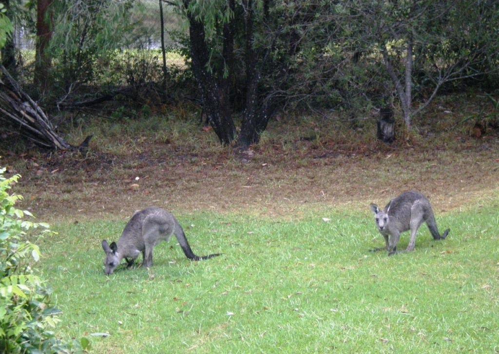 Wombatalla Kangaroo Valley Luaran gambar